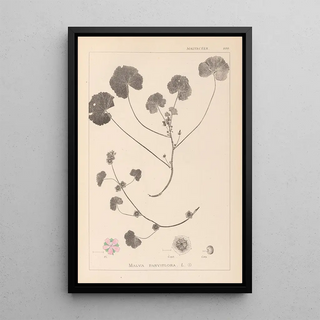 French flora herbarium painting Pl0043 - Louis Antoine Cusin — framed artwork on a wall