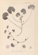French flora herbarium painting Pl0043 - Louis Antoine Cusin — artwork view