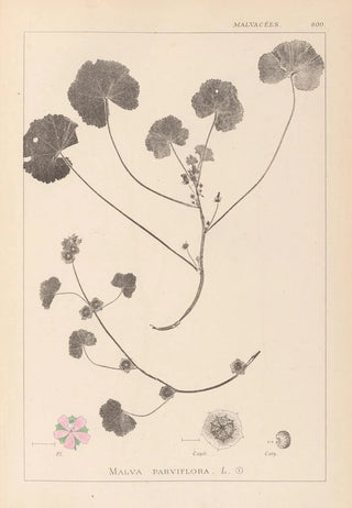 French flora herbarium painting Pl0043 - Louis Antoine Cusin — artwork view