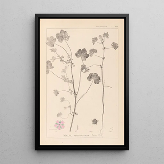 Herbier de la flore française Pl0044 - Louis Antoine Cusin — framed artwork on a wall