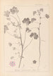 Herbier de la flore française Pl0044 - Louis Antoine Cusin — artwork view
