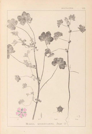 Herbier de la flore française Pl0044 - Louis Antoine Cusin — artwork view