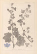 Herbier de la flore française Pl0045 - Louis Antoine Cusin — artwork view