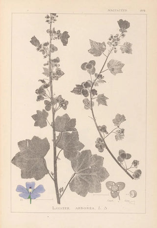 Herbier de la flore française Pl0045 - Louis Antoine Cusin — artwork view