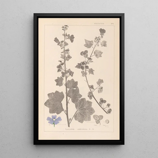 Herbier de la flore française Pl0045 - Louis Antoine Cusin — framed artwork on a wall