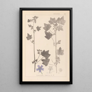 Herbier de la flore française Pl0046 - Louis Antoine Cusin — framed artwork on a wall