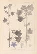 Herbier de la flore française Pl0046 - Louis Antoine Cusin — artwork view