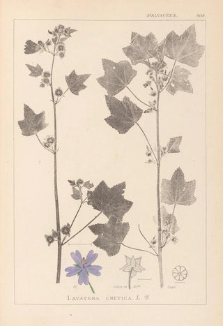 Herbier de la flore française Pl0046 - Louis Antoine Cusin — artwork view