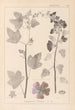 Herbier de la flore française Pl0047 - Louis Antoine Cusin — artwork view