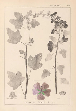 Herbier de la flore française Pl0047 - Louis Antoine Cusin — artwork view