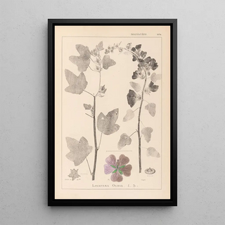 Herbier de la flore française Pl0047 - Louis Antoine Cusin — framed artwork on a wall