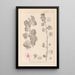 Herbier de la flore française Pl0048 - Louis Antoine Cusin — framed artwork on a wall