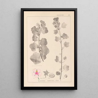 Herbier de la flore française Pl0048 - Louis Antoine Cusin — framed artwork on a wall