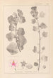 Herbier de la flore française Pl0048 - Louis Antoine Cusin — artwork view