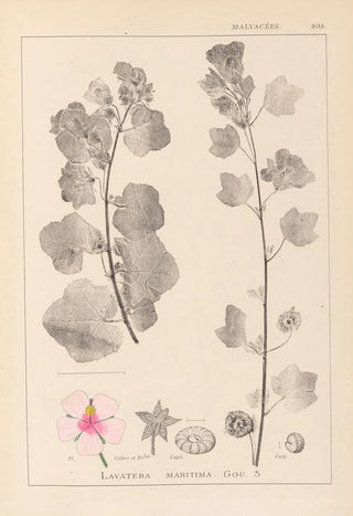 Herbier de la flore française Pl0048 - Louis Antoine Cusin — artwork view