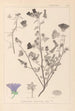 Herbier de la flore française Pl0049 - Louis Antoine Cusin — artwork view