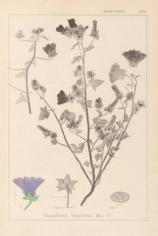 Herbier de la flore française Pl0049 - Louis Antoine Cusin — artwork view