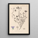 Herbier de la flore française Pl0049 - Louis Antoine Cusin — framed artwork on a wall