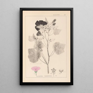 Herbier de la flore française Pl0050 - Louis Antoine Cusin — framed artwork on a wall