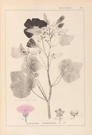 Herbier de la flore française Pl0050 - Louis Antoine Cusin — artwork view
