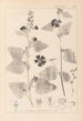 Herbier de la flore française Pl0051 - Louis Antoine Cusin — artwork view