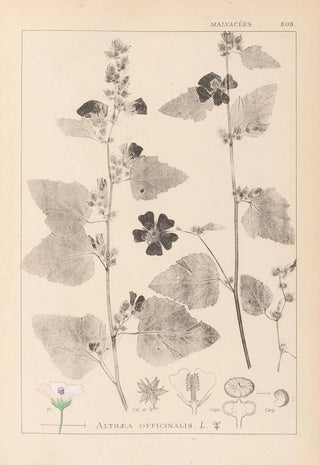 Herbier de la flore française Pl0051 - Louis Antoine Cusin — artwork view