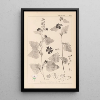 Herbier de la flore française Pl0051 - Louis Antoine Cusin — framed artwork on a wall