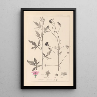 Herbier de la flore française Pl0052 - Louis Antoine Cusin — framed artwork on a wall