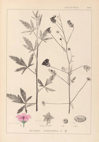 Herbier de la flore française Pl0052 - Louis Antoine Cusin — artwork view