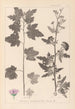 Herbier de la flore française Pl0053 - Louis Antoine Cusin — artwork view