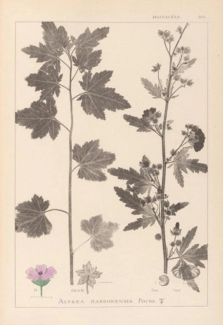 Herbier de la flore française Pl0053 - Louis Antoine Cusin — artwork view