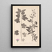 Herbier de la flore française Pl0053 - Louis Antoine Cusin — framed artwork on a wall