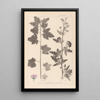 Herbier de la flore française Pl0053 - Louis Antoine Cusin — framed artwork on a wall