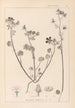 Herbier de la flore française Pl0054 - Louis Antoine Cusin — artwork view