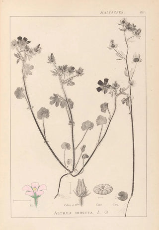 Herbier de la flore française Pl0054 - Louis Antoine Cusin — artwork view
