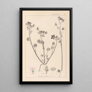 Herbier de la flore française Pl0054 - Louis Antoine Cusin — framed artwork on a wall