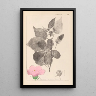 Herbier de la flore française Pl0055 - Louis Antoine Cusin — framed artwork on a wall