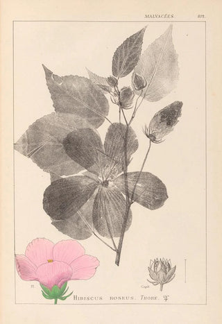 Herbier de la flore française Pl0055 - Louis Antoine Cusin — artwork view