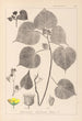 Herbier de la flore française Pl0056 - Louis Antoine Cusin — artwork view