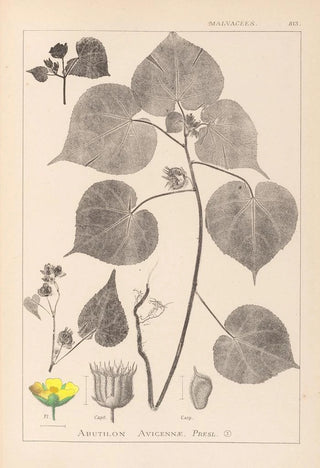 Herbier de la flore française Pl0056 - Louis Antoine Cusin — artwork view