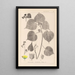Herbier de la flore française Pl0056 - Louis Antoine Cusin — framed artwork on a wall