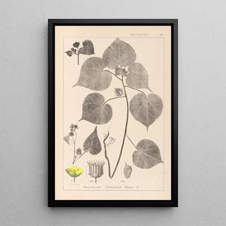 Herbier de la flore française Pl0056 - Louis Antoine Cusin — framed artwork on a wall