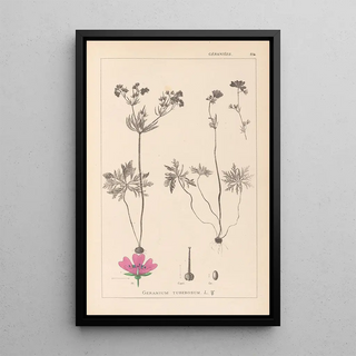 Herbier de la flore française Pl0057 - Louis Antoine Cusin — framed artwork on a wall