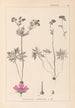 Herbier de la flore française Pl0057 - Louis Antoine Cusin — artwork view