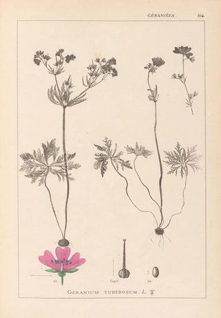 Herbier de la flore française Pl0057 - Louis Antoine Cusin — artwork view