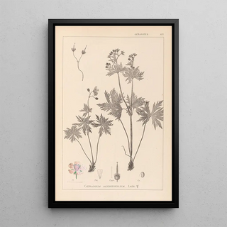 Herbier de la flore française Pl0060 - Louis Antoine Cusin — framed artwork on a wall