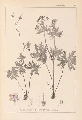 Herbier de la flore française Pl0060 - Louis Antoine Cusin — artwork view