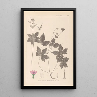 Herbier de la flore française Pl0062 - Louis Antoine Cusin — framed artwork on a wall