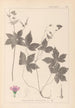 Herbier de la flore française Pl0062 - Louis Antoine Cusin — artwork view