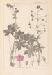 Herbier de la flore française Pl0063 - Louis Antoine Cusin — artwork view